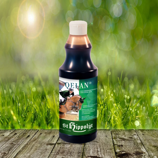 Qelan_Flasche St. Hippolyt Quelan 500 ml - für den Extrakick