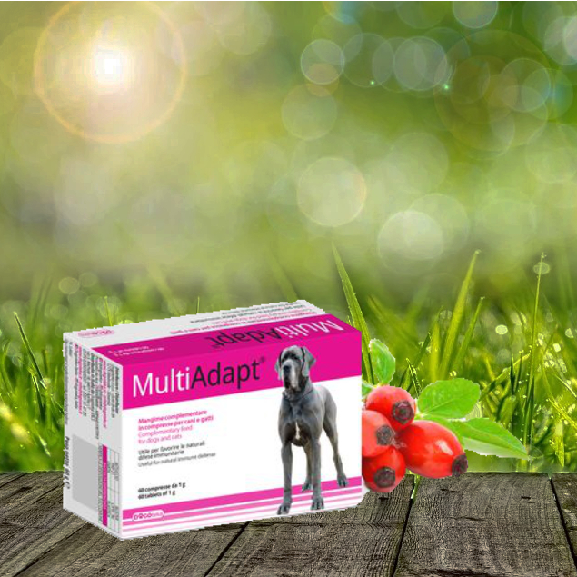 MultiAdapt 60 Stück - natürliche Immunabwehr - normaler Stoffwechsel MultiAdapt 60 Stück - natürliche Immunabwehr - normaler Stoffwechsel
