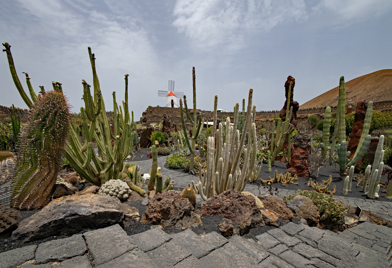 jardin-de-cactus-2446776_1280