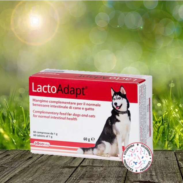 New LactoAdapt 15 Stück - für optimale Darmgesundheit New LactoAdapt 15 Stück - für optimale Darmgesundheit