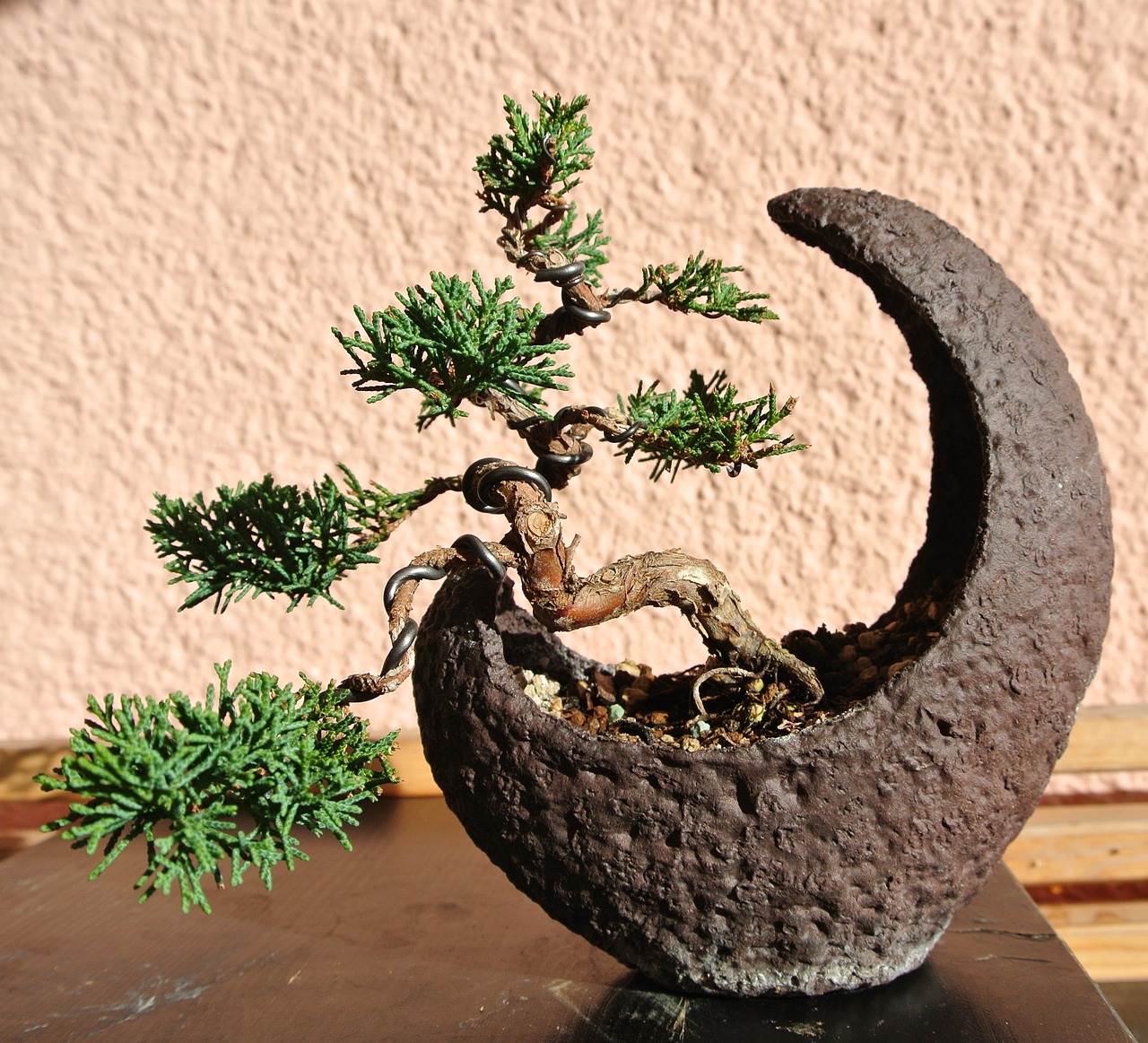 bonsai-1183558_1280