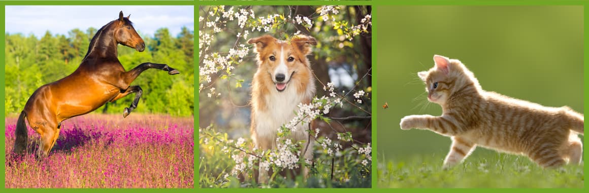 Ein braunes Pferd beim Springen auf einer blühenden Wiese, ein freundlicher Hund steht zwischen blühenden Zweigen und eine grau-gestreifte Katze in der Bewegung auf grüner Wiese