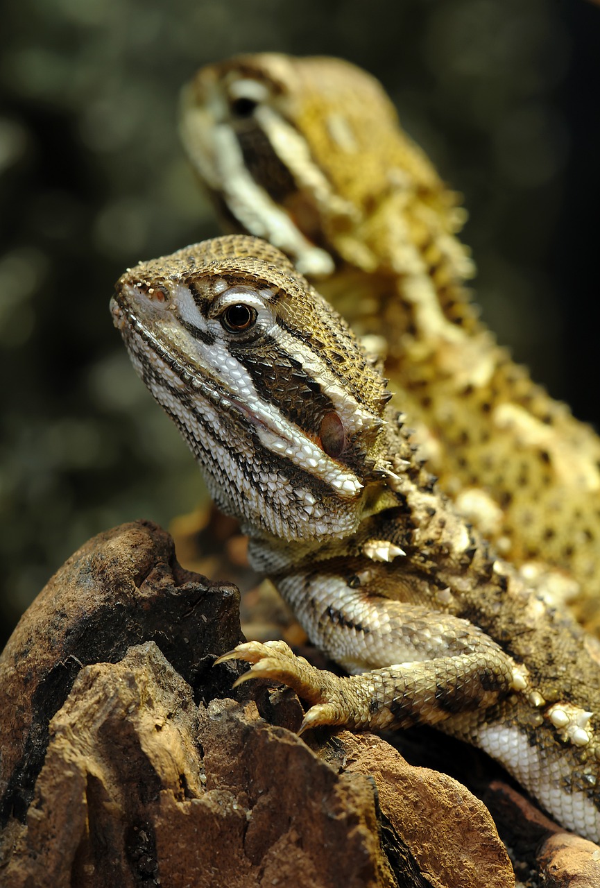 bartargame-267821_1280